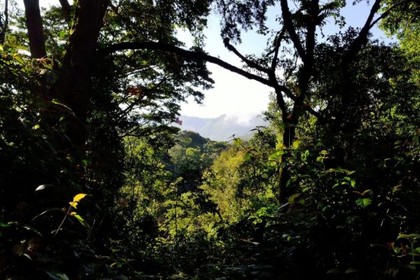 Kigwena Forest Nature Reserve