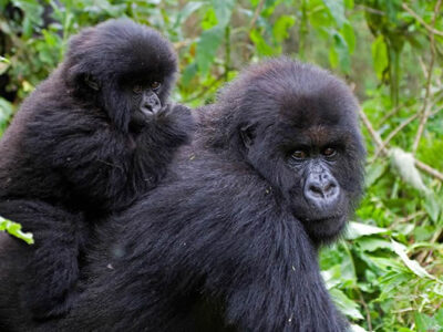 Long Rwanda Gorilla Trekking Safaris