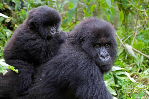 Long Rwanda Gorilla Trekking Safaris
