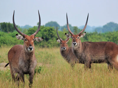 Long Uganda Safaris
