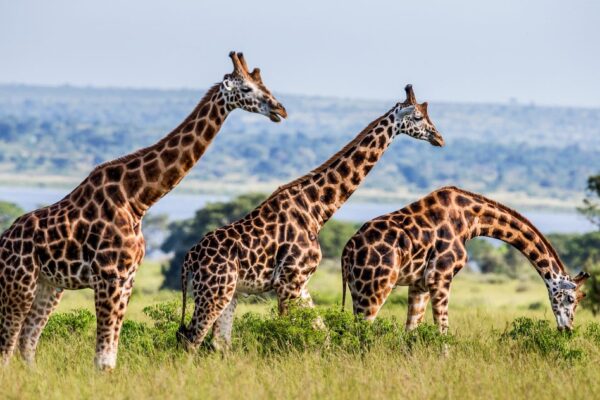 Murchison Falls Tour Safaris Africa