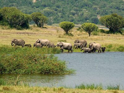 Northern and Western Uganda JimJam Safaris & Tours