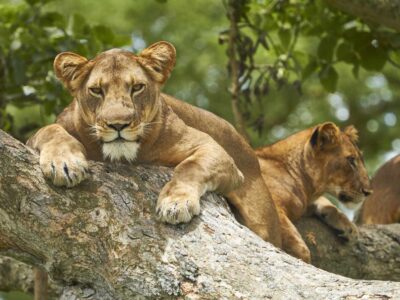 Queen Elizabeth National Park