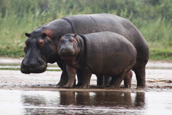 Rusizi National Park JimJam Safaris & Tours