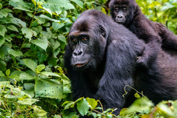 Short Congo Gorilla Trekking Safaris