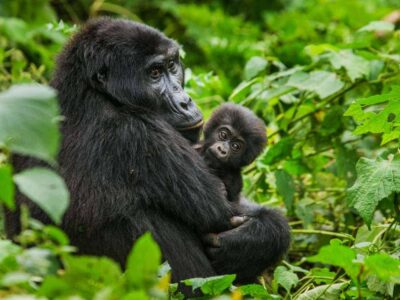 Short Rwanda Gorilla Trekking Safaris