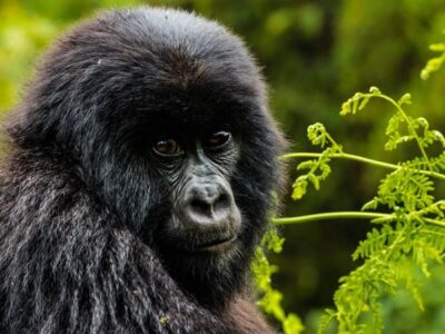Short Uganda Gorilla Trekking Safaris