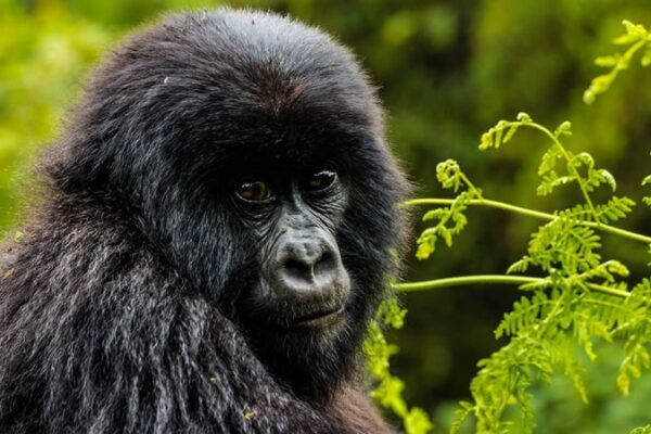 Short Uganda Gorilla Trekking Safaris