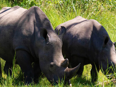 Zziwa Rhino Sanctuary