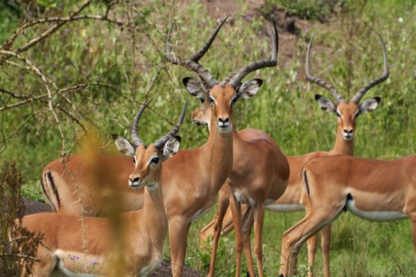 7 Days Uganda Primates and Wildlife