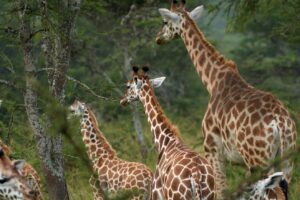 7 Days Uganda Primates and Wildlife JimJam Safaris
