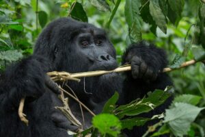 7 Days Uganda Primates and Wildlife Safaris