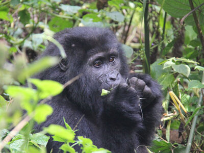 Gorilla Trekking Experience JimJam Safaris
