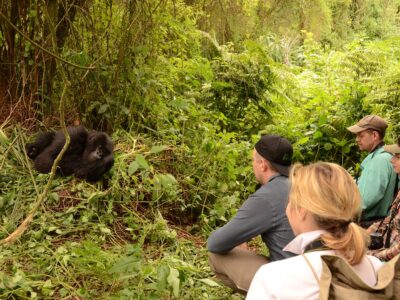 Age For Gorilla Trekking in Rwanda And Uganda