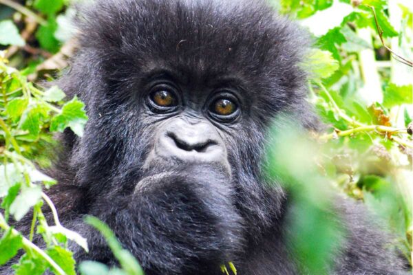 Double Gorilla trekking