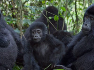 Gorilla Trekking Cheap JimJam Safaris