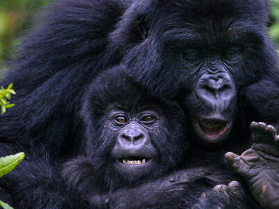 Gorilla Trekking From USA To Rwanda