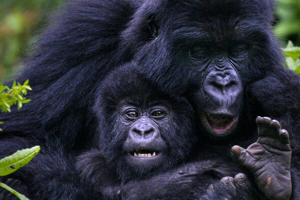 Gorilla Trekking From USA To Rwanda