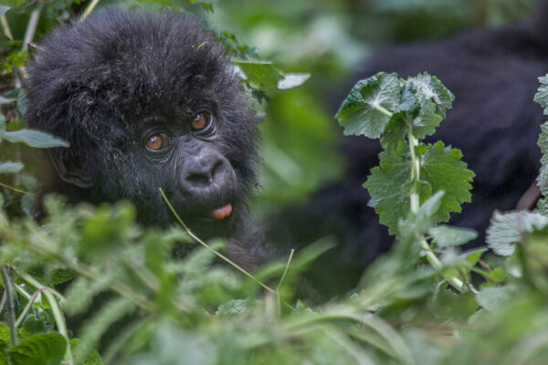 Gorilla Trekking From USA To Uganda 1 Gorilla Trekking From USA To Uganda