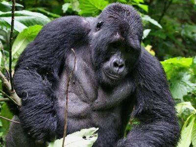 Gorilla Trekking From USA To Uganda