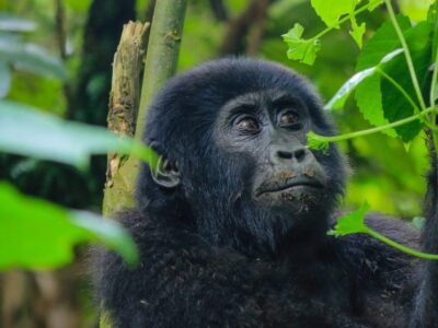 Gorilla Trekking In Rwanda Vs Uganda 1