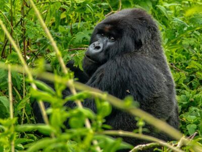 Gorilla Trekking In Rwanda Vs Uganda 2