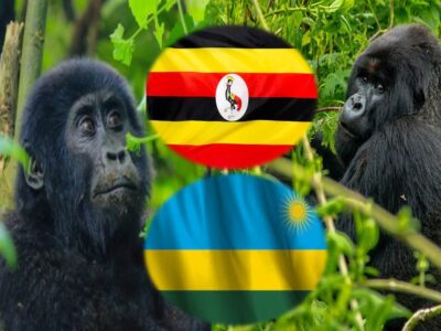 Gorilla Trekking In Rwanda Vs Uganda