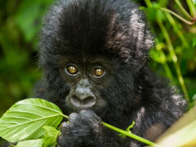 Gorilla Trekking Rwanda Vs Uganda Vs Congo JimJam