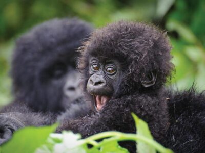 Gorillas Rwanda