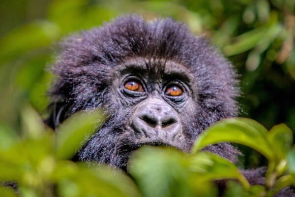 Gorillas of Rwanda