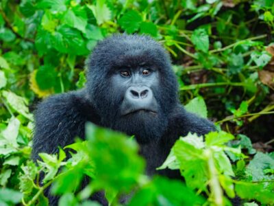 Rwanda gorilla trekking And Nyiragongo hike