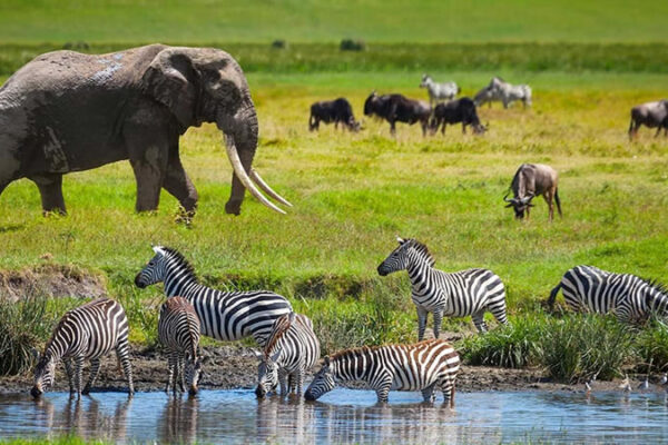 Serengeti National Park Serengeti National Park