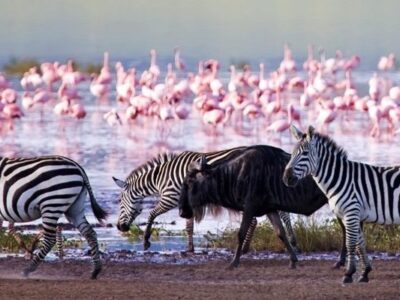 lake naivasha flamingos