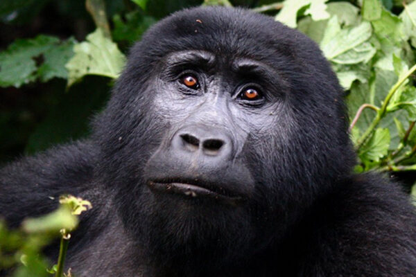 7 Days Rwanda Safari 1 7 Days Rwanda Safari 1