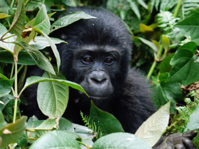 7 Days Rwanda Safari