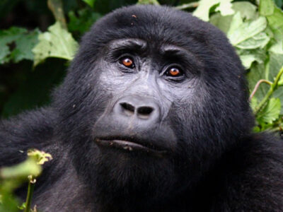 Gorilla Trekking And Cultural Tour