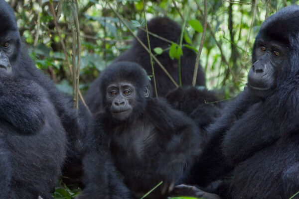 Gorilla Trekking In Uganda