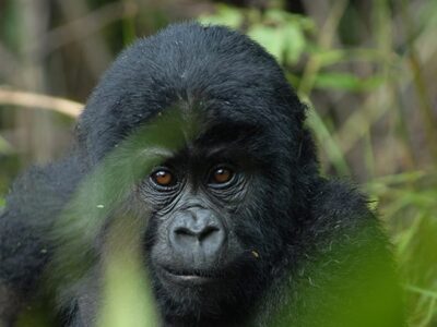 Gorilla Trekking Mistakes To Avoid