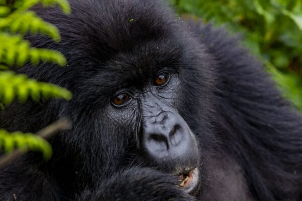 Rwanda Gorillas Tour