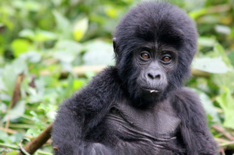 Rwanda Gorillas