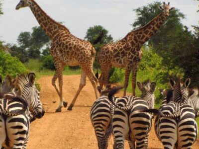 Why choose a tour to Uganda from Kigali