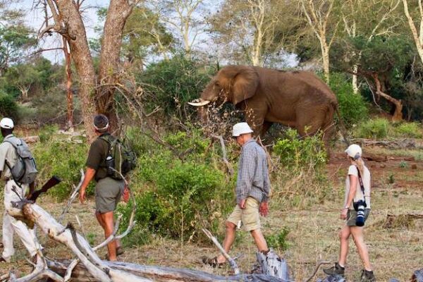 walking safaris