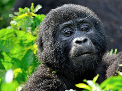 1 Day Congo Gorilla Trekking