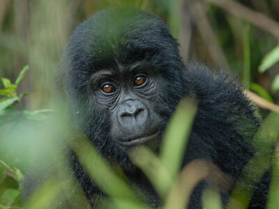 1 Day Congo Gorilla Trekking