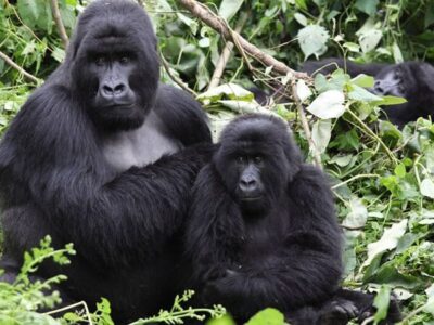 1 Day Congo Gorilla Trekking