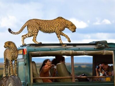 All Africa JimJam Safaris