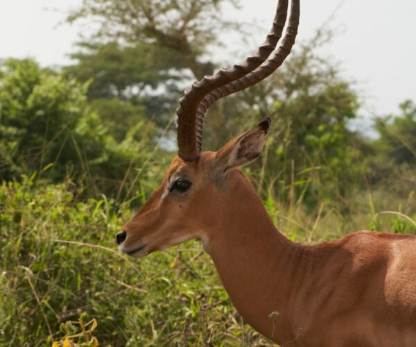 Budget Burundi Safaris