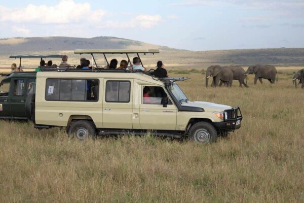 Budget Kenya Safaris