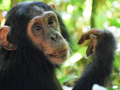 Burundi Chimpanzee Tracking