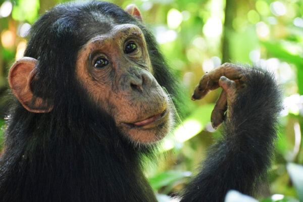 Burundi Chimpanzee Tracking Burundi Chimpanzee Tracking